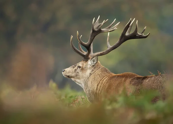 Red deer hert tijdens bronsttijd in de herfst — Stockfoto