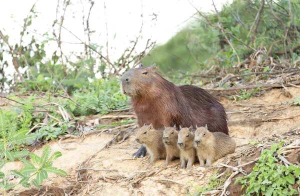 Capivara mãe com quatro filhotes sentados em uma margem do rio — Fotografia de Stock