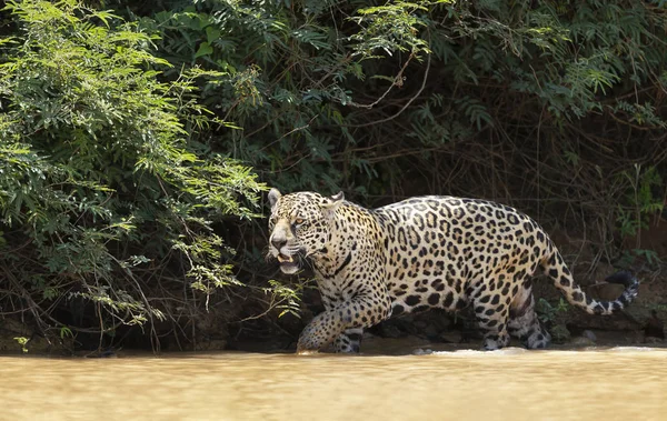 Jaguar nehir kıyısı boyunca suda yürüyor. — Stok fotoğraf