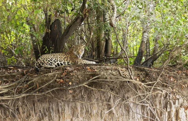 Nehir kıyısında yatan bir Jaguar 'a yaklaş. — Stok fotoğraf
