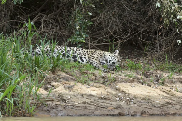 Jaguar nehir kıyısında uyuyor. — Stok fotoğraf