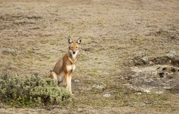 Rare and endangered Ethiopian wolf in the highlands — Stock Photo, Image