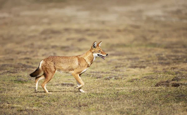 Rare and endangered Ethiopian wolf in the highlands — Stock Photo, Image