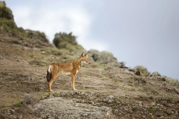 Sällsynta och hotade etiopiska vargen i höglandet — Stockfoto
