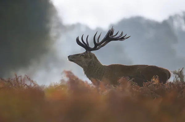 안개낀 가을 아침에 붉은 사슴 사슴 수사슴 — 스톡 사진