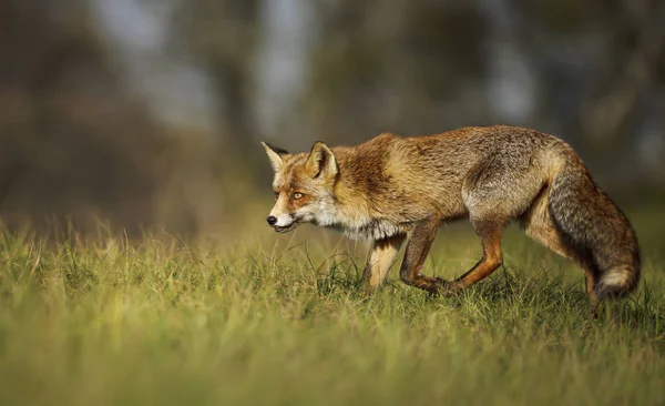 Крупним планом червона лисиця, що стоїть у траві — стокове фото