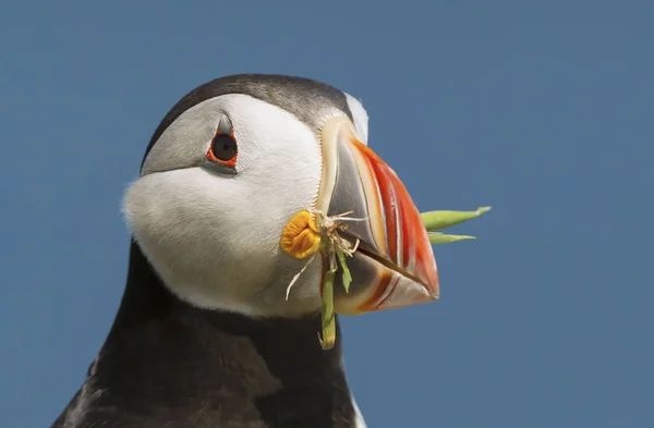 Atlantic puffin with nesting material in the beak — Stock Photo, Image