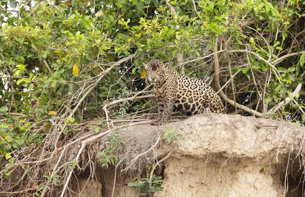Nehir kıyısında oturan bir Jaguar 'a yaklaş. — Stok fotoğraf