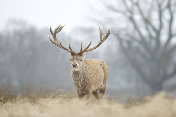 Detailní záběr jelena jeleního v zimě — Stock fotografie