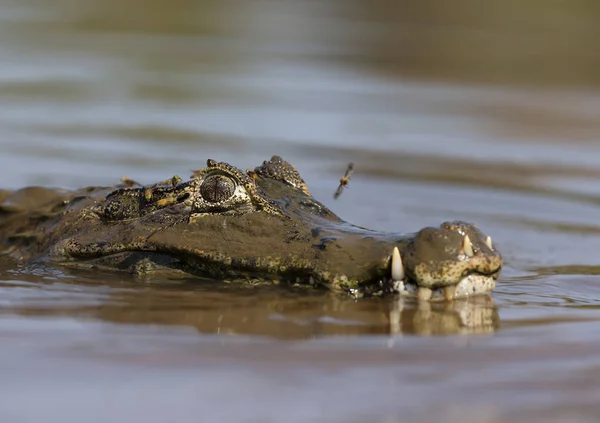 Close up of a Yacare caiman swimming in water — Stock Photo, Image