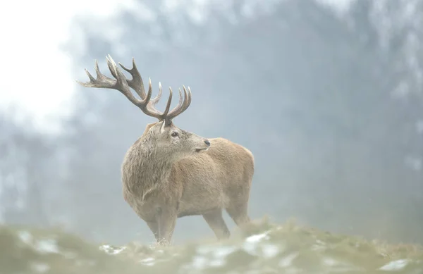 Close-up of a red deer stag in winter — Stock Photo, Image