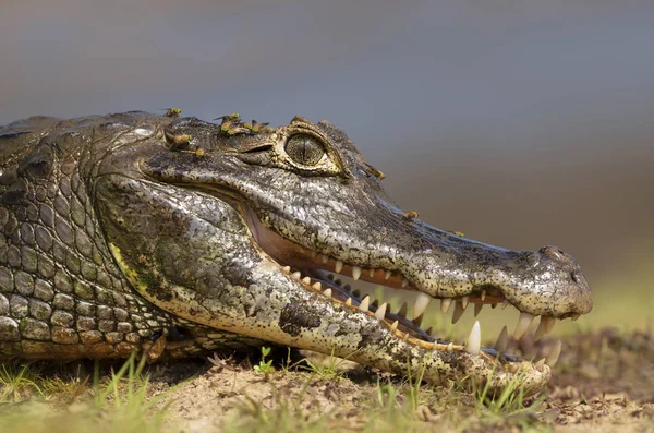 Yacare caiman con la boca abierta en una orilla del río —  Fotos de Stock