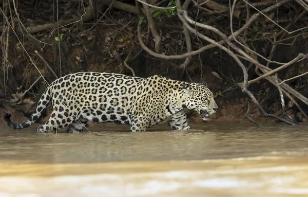 Jaguar caminando en agua a lo largo de la orilla del río — Foto de Stock