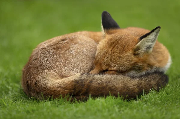 Primer plano de un zorro rojo durmiendo en la hierba — Foto de Stock