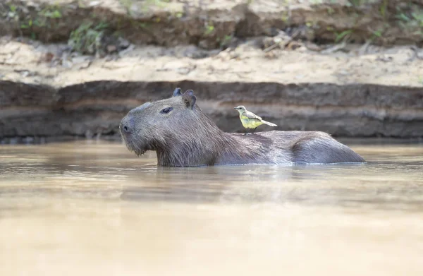 Wasserschwein im Wasser mit einem gelben Vogel auf dem Rücken — Stockfoto
