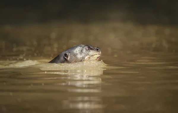Gigantyczna wydra pływa w rzece — Zdjęcie stockowe