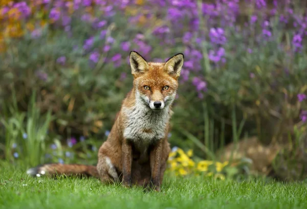 Närbild av en röd räv i en blomsterträdgård — Stockfoto