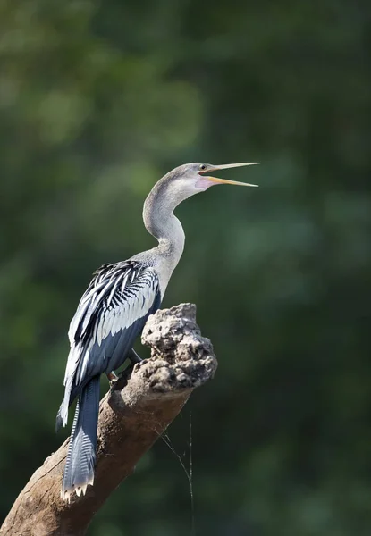 Anhinga sitter på en trädgren med öppen näbb — Stockfoto