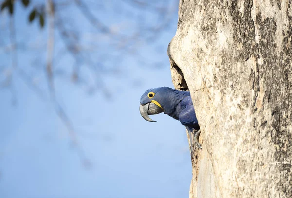 Hyacinth macaw nesting in a tree hole