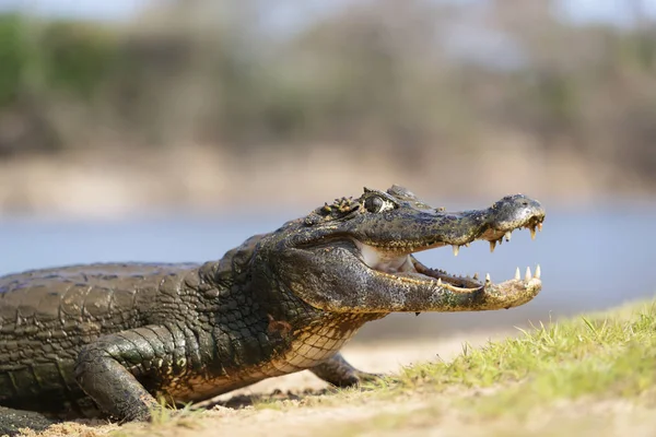 Yacare caiman con la boca abierta en una orilla del río — Foto de Stock