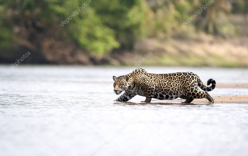 Close up of a Jaguar stalking prey in water