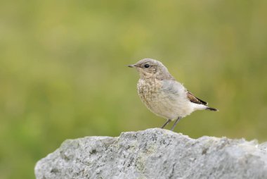 Kuzey Wheatear bir kayanın üzerine tünemiş. 