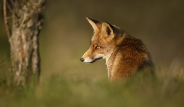 Çimenlerde oturan kırmızı bir tilkinin yakın çekim