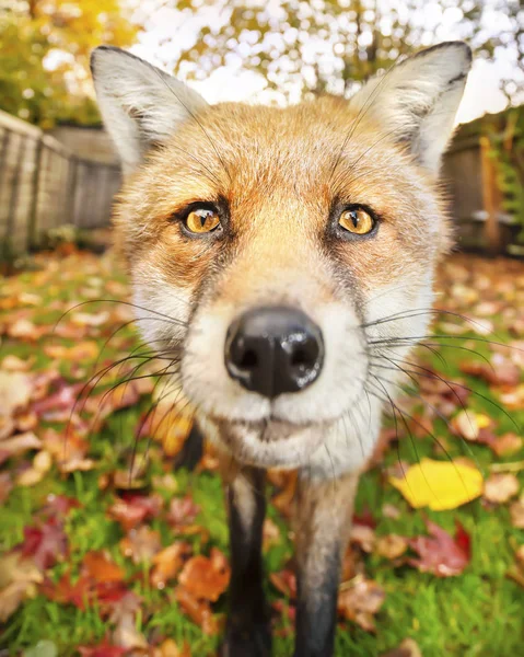 Κοντινό κομμάτι μιας κόκκινης αλεπούς το φθινόπωρο — Φωτογραφία Αρχείου