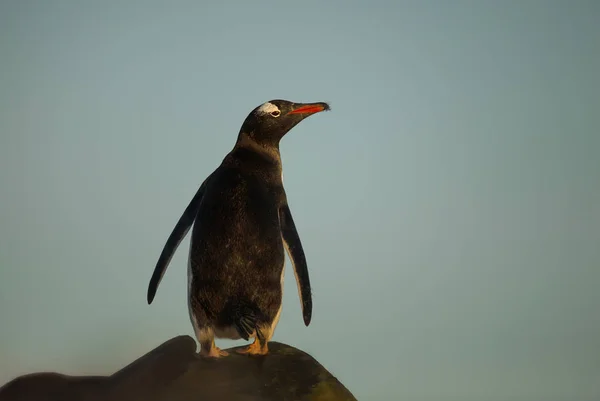 Pinguim Gentoo em pé sobre rochas ao pôr do sol — Fotografia de Stock