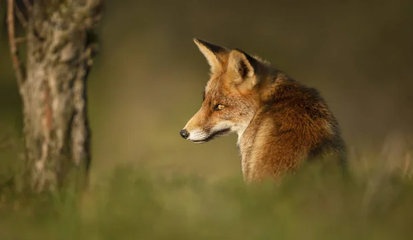 Primer plano de un zorro rojo sentado en la hierba — Foto de Stock