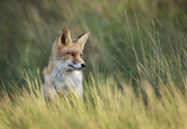 Nahaufnahme eines im Gras sitzenden Rotfuchses — Stockfoto