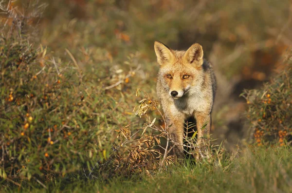 Закриття Червоної лисиці восени — стокове фото