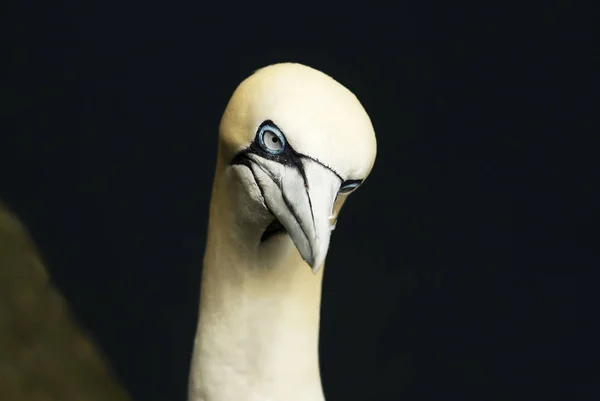 Basstölpel vor schwarzem Hintergrund — Stockfoto