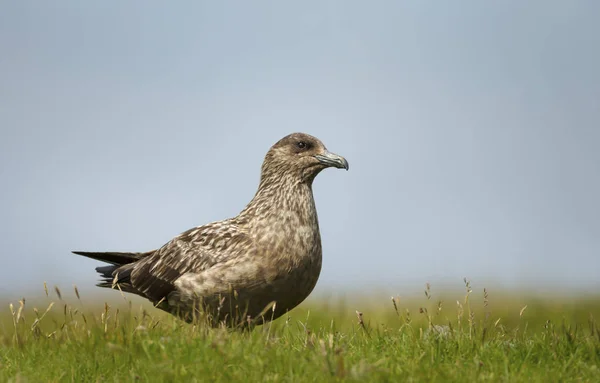 Grote skua Bonxie in de weide — Stockfoto