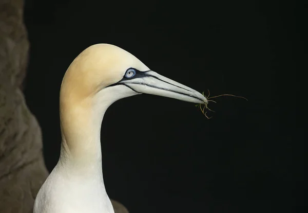 Northern gannet against black background — 스톡 사진