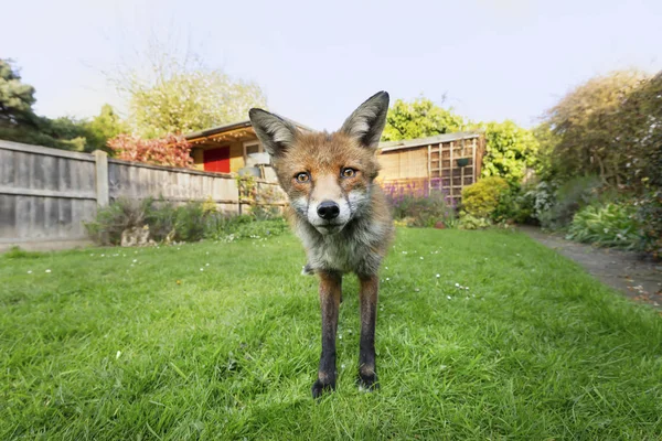 庭の緑の芝生の上に立つ赤い狐 — ストック写真
