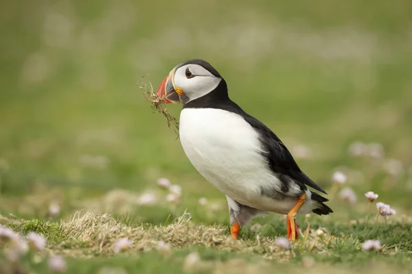 Puffin Atlântico com material de nidificação no bico — Fotografia de Stock