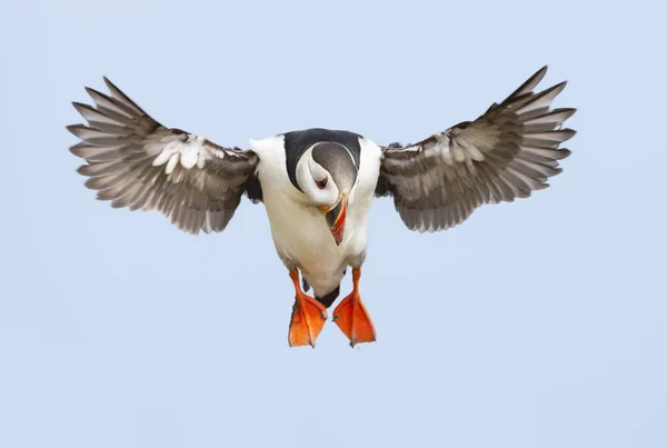 Close up of an Atlantic puffin in flight — Stock Photo, Image