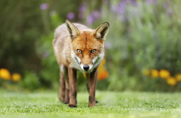 Крупный план красной лисы — стоковое фото