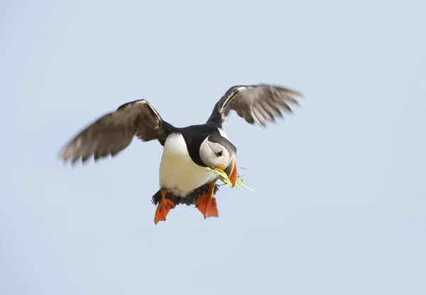 Atlantic puffin κατά την πτήση με φωλιάσματος υλικό στο ράμφος — Φωτογραφία Αρχείου