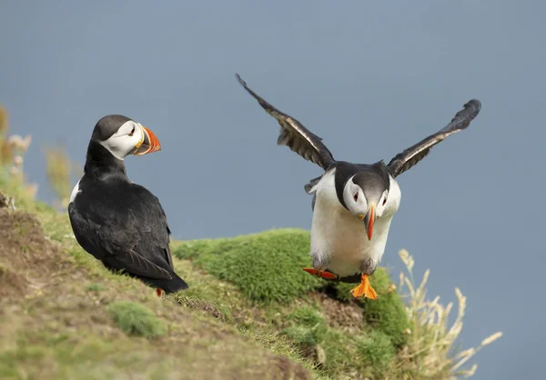 Interaktion zwischen atlantischen Papageitauchern in einem Küstengebiet, Schottland — Stockfoto