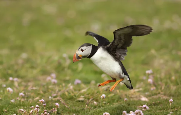 Atlantic puffin landing with the open wings — Stock Photo, Image