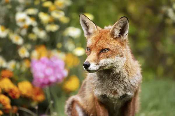 Primo piano di una volpe rossa — Foto Stock