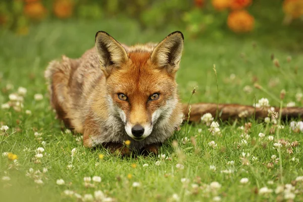 Крупный план красной лисы, лежащей на траве — стоковое фото