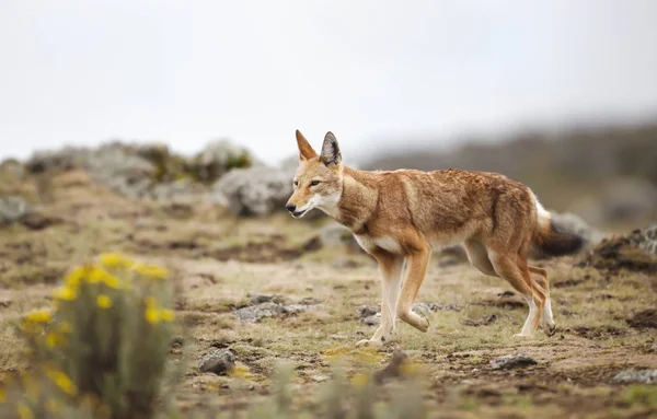 Primer plano de un raro y amenazado lobo etíope —  Fotos de Stock