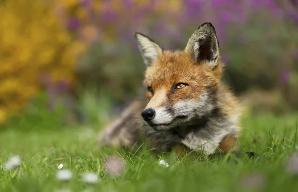 Primo piano di una volpe rossa sdraiata sull'erba — Foto Stock