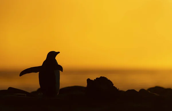 Silueta Gentoo tučna při západu slunce Stock Snímky