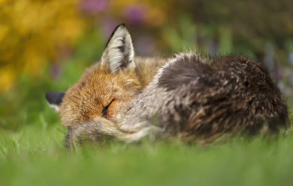 Raposa vermelha dormindo no jardim com flores — Fotografia de Stock