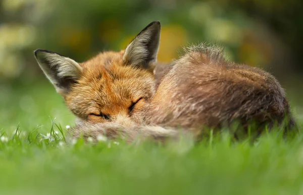 Крупным планом рыжая лиса спит на траве — стоковое фото