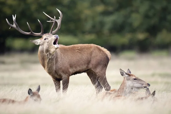 Czerwony jelenie jelenia powołanie podczas sezonu rutting jesienią — Zdjęcie stockowe